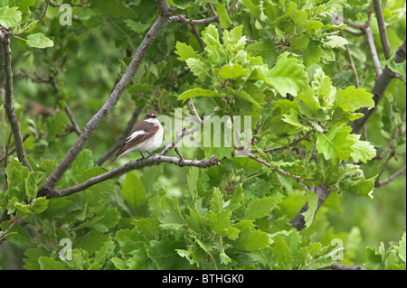 Pied Flycatcher Ficedula hypoleuca Stockfoto