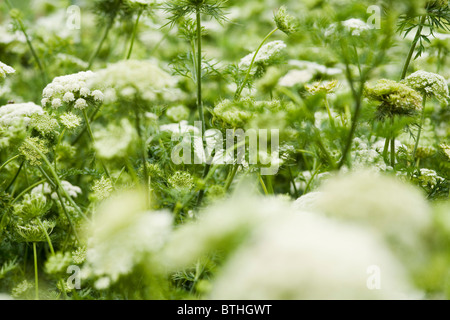 Blüten der Wilden Möhre (Peen) (Daucus Carota) Stockfoto