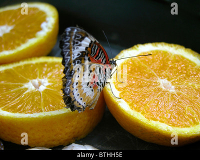 Rot Florfliege, Cethosia biblis Stockfoto