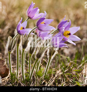 gemeinsamen Kuhschelle (Pulsatilla Vulgaris) Stockfoto