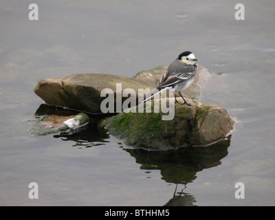 Trauerschnäpper Bachstelze, Motacilla Alba Ssp Yarellii, UK Stockfoto