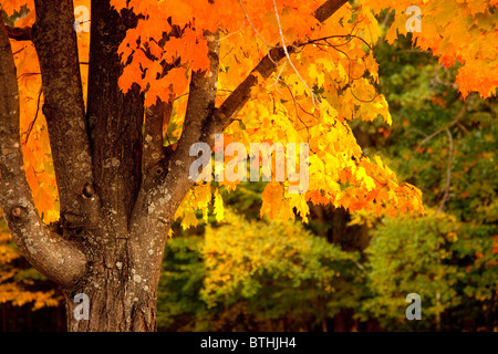 Maple tree in autumn near Conway, New Hampshire USA Stockfoto