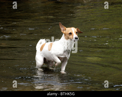 Jack Russell stehend in einem Fluss, UK Stockfoto