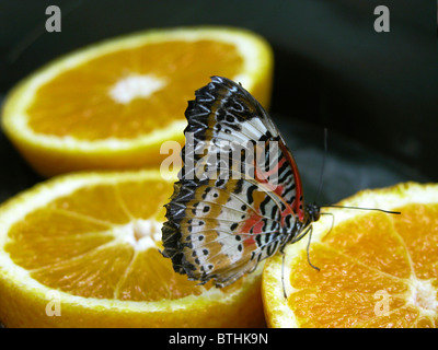 Rot Florfliege, Cethosia biblis Stockfoto