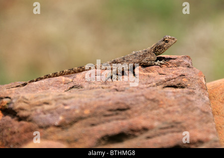 Gemahlene Agama Lizard, Agama aculeata, Agamidids. Südafrika Stockfoto