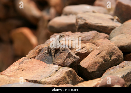 Gemahlene Agama Lizard, Agama aculeata, Agamidids. Südafrika Stockfoto