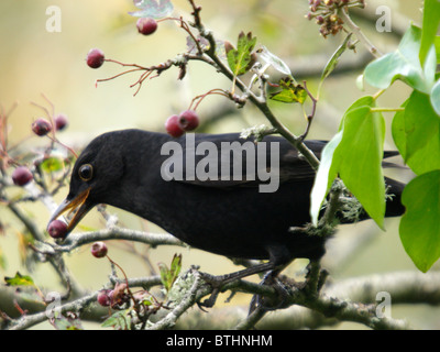 Amsel Turdus Merula Essen Beeren, UK Stockfoto