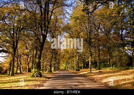 Allee der Bäume im Herbst am Haupteingang Camperdown Country Park in Dundee, Großbritannien Stockfoto