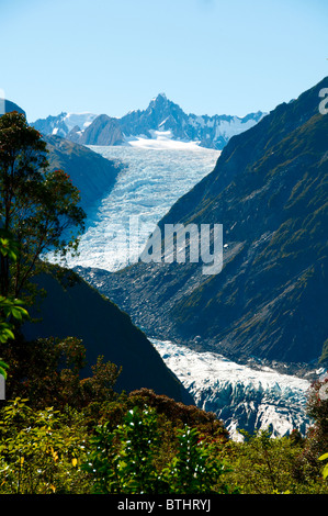 Fox Glacier, Pohutukawa, Rata Bäume, Südalpen, Südinsel Neuseeland Stockfoto