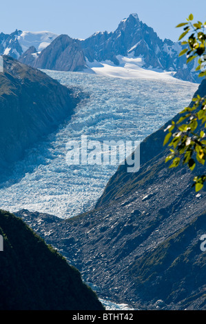 Fox Glacier, Pohutukawa, Rata Bäume, Südalpen, Südinsel Neuseeland Stockfoto