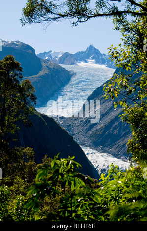 Fox Glacier, Pohutukawa, Rata Bäume, Südalpen, Südinsel Neuseeland Stockfoto