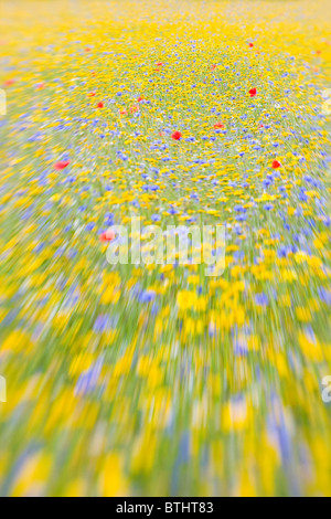 Wildblumenwiese mit Zoom-Effekt Stockfoto