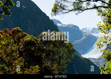 Fox Glacier, Pohutukawa, Rata Bäume, Südalpen, Südinsel Neuseeland Stockfoto