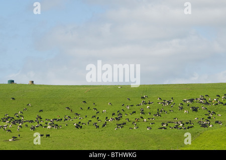 Rinder, Kühe, die auf einem Hügel, Fleisch, Milch, Export, Dunedin, Südinsel, NZ Stockfoto