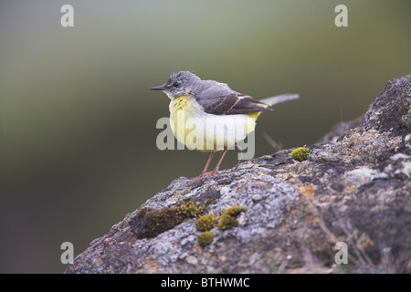 Graue Bachstelze Motacilla Cinerea Erwachsenen thront auf Felsen auf der Isle of Mull, Schottland im Mai. Stockfoto