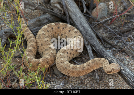 Sidewinder (Crotalus Cerates) - Sonora-Wüste - Arizona - kleine Klapperschlange genannt für seine eigentümliche seitliche Fortbewegung Stockfoto