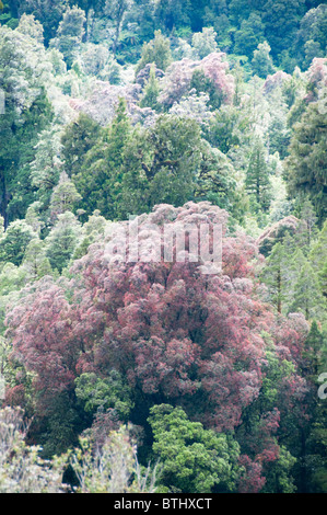 Rata Bäume, Waiho River, in der Nähe von Franz Josef, Westland-Nationalpark, Südinsel, Neuseeland Stockfoto