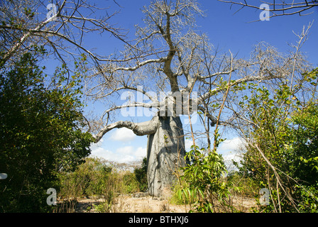 Norden von Madagaskar, Madagaskar Antsiranana (Diego-Suarez) Affenbrotbäume Madagascariensis Baobab-Baum Stockfoto