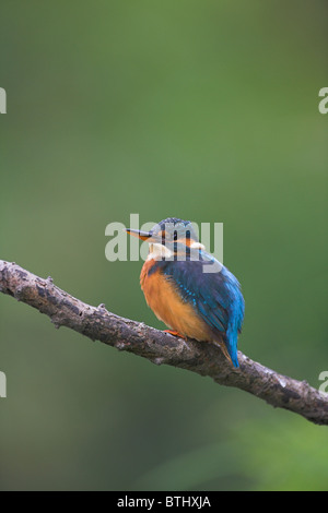 Gemeinsamen Kingfisher Alcedo Atthis thront auf Zweig mit unscharfen Hintergrund am Fluß Banwell, Somerset im September. Stockfoto