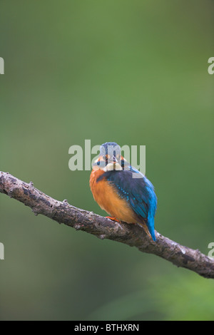 Gemeinsamen Kingfisher Alcedo Atthis thront auf Zweig mit unscharfen Hintergrund am Fluß Banwell, Somerset im September. Stockfoto