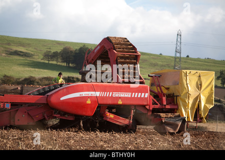 neue Ernte von Kartoffeln ernten. Angus, Schottland Stockfoto