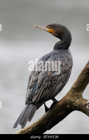 Großer Kormoran, Phalacrocorax Carbo, thront einziger Vogel auf Zweig von Wasser, Midlands, Oktober 2010 Stockfoto