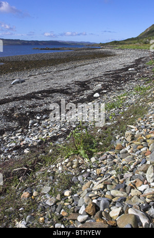 Eurasischen Austernfischer Haematopus Ostralegus nisten mit drei Eiern auf Kilchoan Strand, Ardnamurchan Halbinsel, Schottland im Mai. Stockfoto