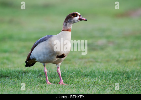 Ägyptische Gans, Alopochen Aegyptiacus, einzelnes Männchen auf dem Rasen, Großraum London, Oktober 2010 Stockfoto