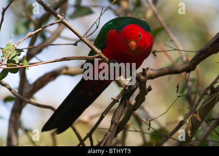 männliche King Parrot (Alisterus Scapularis) Stockfoto