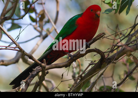 männliche King Parrot (Alisterus Scapularis) Stockfoto