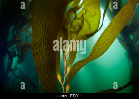 Giant Kelp, Macrocystis Pyrifera, wächst schnell in den Nährstoffen reichen Gewässern von Nordkalifornien. Stockfoto