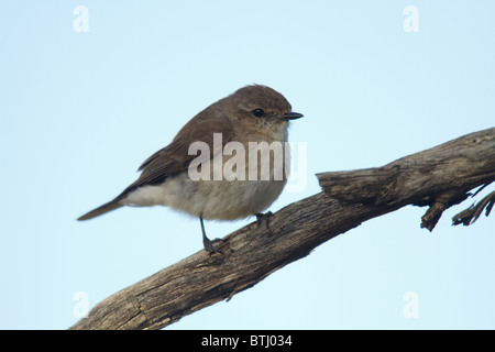 Jacky Winter (Microeca Fascinans) thront auf einem Ast Stockfoto