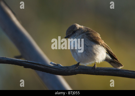 Jacky Winter (Microeca Fascinans) thront auf einem Ast Stockfoto