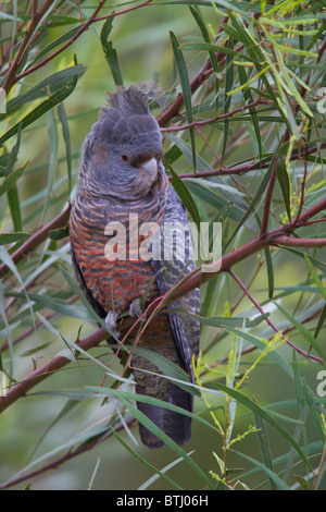 weiblichen Gang Gang Kakadu (Callocephalon Fimbriatum) Stockfoto