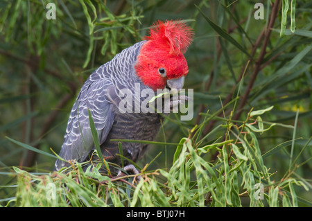 männliche Gang Gang Kakadu (Callocephalon Fimbriatum) Essen ein Samenkorn Stockfoto