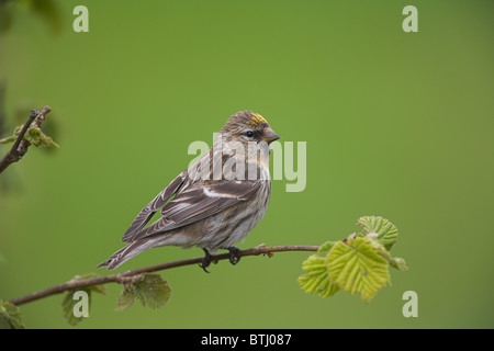 Geringerer Redpoll Zuchtjahr Flammea Kabarett zeigt Xanthochromism auf der Stirn am Loch Frisa, Isle of Mull, Schottland im Mai. Stockfoto