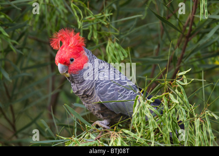 männliche Gang Gang Kakadu (Callocephalon Fimbriatum) Stockfoto