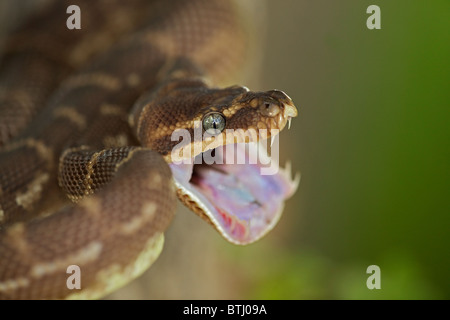 Rau-skaliert Python (Morelia Carinata) Abwehrhaltung - Australien - Captive - eines der seltensten Schlangen der Welt Stockfoto