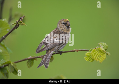 Geringerer Redpoll Zuchtjahr Flammea Kabarett zeigt Xanthochromism auf der Stirn am Loch Frisa, Isle of Mull, Schottland im Mai. Stockfoto