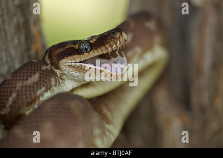 Rau-skaliert Python (Morelia Carinata) Abwehrhaltung - Australien - Captive - eines der seltensten Schlangen der Welt Stockfoto