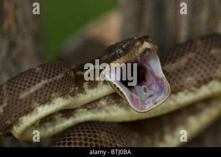 Rau-skaliert Python (Morelia Carinata) Abwehrhaltung - Australien - Captive - eines der seltensten Schlangen der Welt Stockfoto