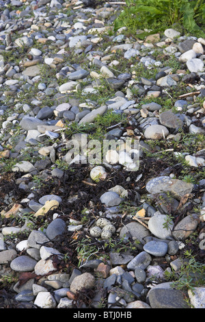 Flussregenpfeifer Plover Charadrius Hiaticula Nest mit 4 Eiern auf Kilchoan Strand, Ardnamurchan Halbinsel, Schottland im Mai. Stockfoto