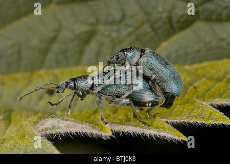 Green Brennnessel Rüsselkäfer Paarung, Phyllobius Pomaceus Käfer, uk Stockfoto