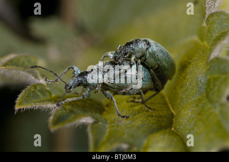 Green Brennnessel Rüsselkäfer Paarung, Phyllobius Pomaceus uk Stockfoto