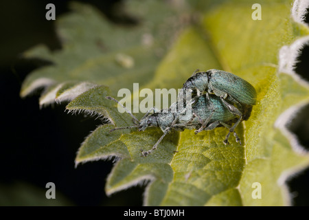 Green Brennnessel Rüsselkäfer Paarung, Phyllobius Pomaceus uk Stockfoto