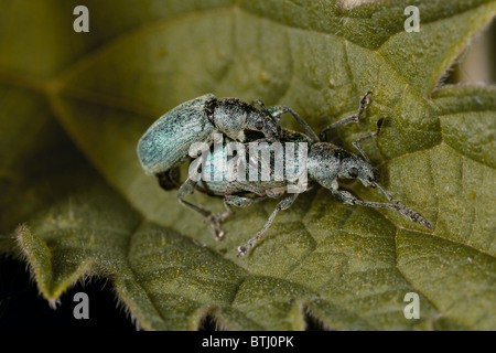 Green Brennnessel Rüsselkäfer Paarung Phyllobius Pomaceus uk Stockfoto