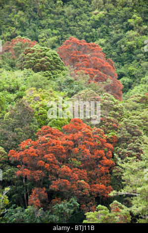 Rata Bäume, Waiho River, in der Nähe von Franz Josef, Westland-Nationalpark, Südinsel, Neuseeland Stockfoto