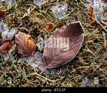 Frost an Herbstlaub. Stockfoto