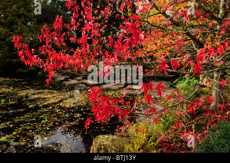 Autumn Colours at The Botanical Garden, Cambridge, England, UK Stockfoto