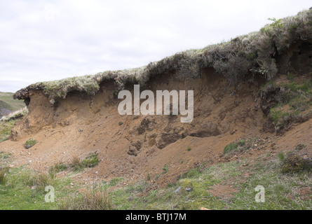 Sand Martin Riparia Riparia Nest Kolonie in der Nähe von Kilchoan, Ardnamurchan, Schottland im Mai. Stockfoto